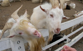 静岡で家を建てている大工のブログギャラリー1