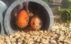 静岡で家を建てている大工のブログギャラリー2